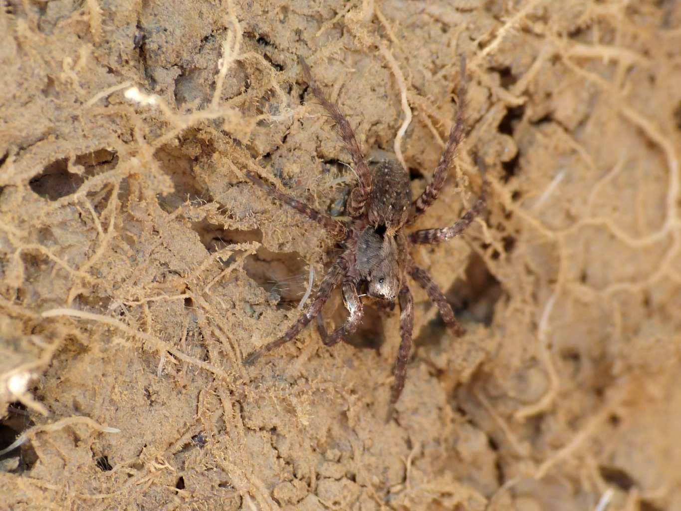 Alopecosa albofasciata; Trochosa sp. - Tolfa (RM)